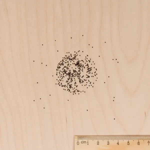 Fleurs - Coléus Arc-en-Ciel Amélioré - MEDIA_3D